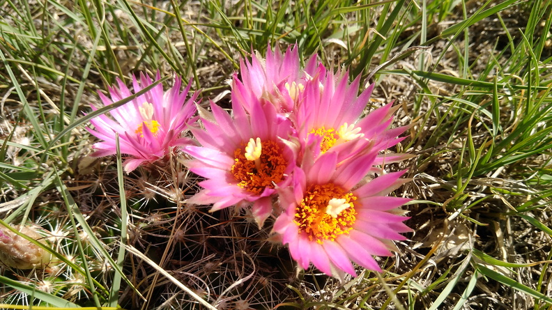 2021-06-19 16.47.23 Spinystar [Escobaria vivipara]